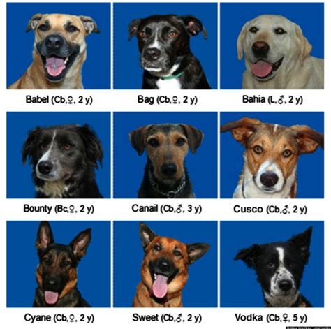 Тест Какую Породу Собаки Завести 60 Фотo