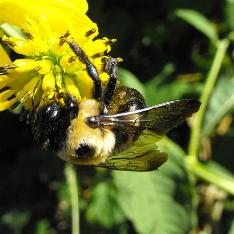 Bee On Flower Free Stock Photo Public Domain Pictures