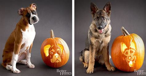 Pumpkin Carvings Of Dog Breeds Lifestyle