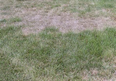 Does Bermuda Grass Go Dormant In Southern California Peppers Home