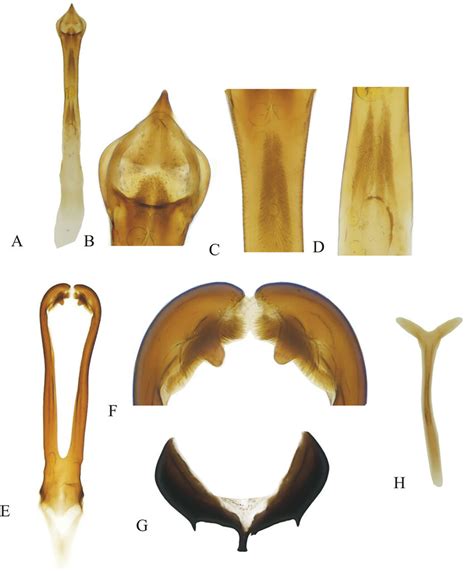 Male Terminalia Segments And Genitalia Of Bruchus Nikdeli A Median