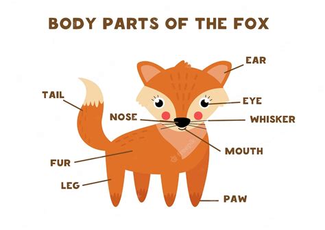 Premium Vector Body Parts Of The Cute Fox Animals Anatomy In English