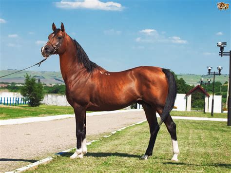 Arabian Horse Breed Information Buying Advice Photos And