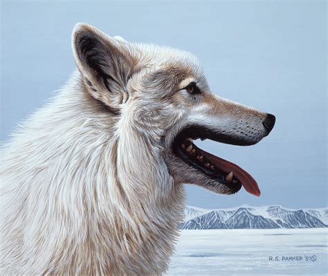 Arctic Wolf Portrait Painting By Ron Parker Fine Art America