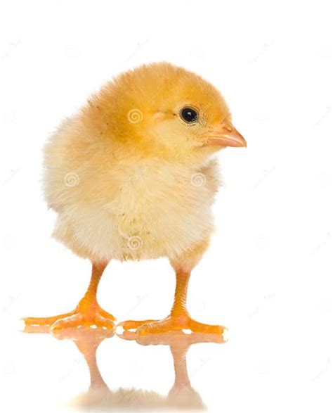 Cute Baby Chicks Stock Image Image Of Life Hatched 10997877