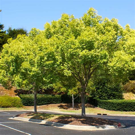 Lacebark Chinese Elm Trees for Sale | BrighterBlooms.com