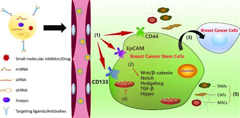 Strategies Against Breast Cancer Stem Cells 1 Targeting Bcsc Surface