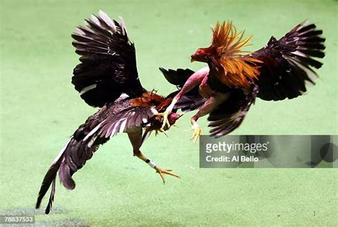 Rooster Fight Photos And Premium High Res Pictures Getty Images