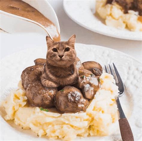 10 Hilarious Photos Of Cats Photoshopped In Food