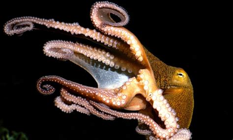 Two Legs Good Eight Legs Best Five Reasons To Love Octopuses
