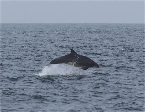 Bottlenose Dolphin Leaping