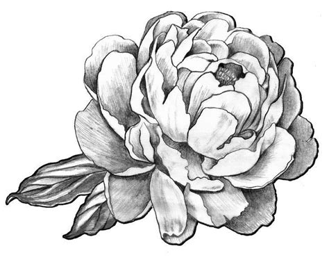 Peony Line Drawing At Getdrawings Free Download