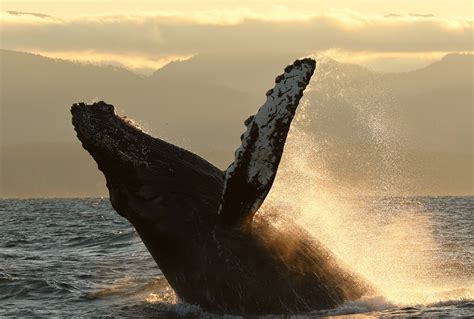 Sunset Whale Watching Tours From Victoria Bc Eagle Wing Tours