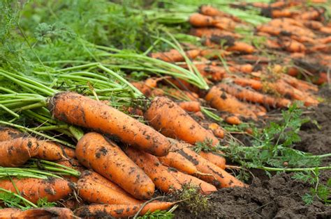 How long does it take for baby carrots to mature? How Do You Know When Carrots Are Ready to Harvest? | HGTV
