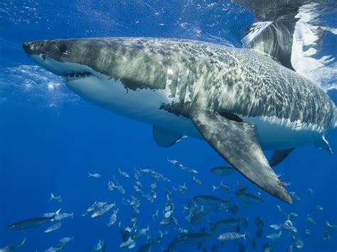 Shark Photos National Geographic