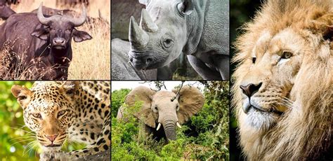 Africa S Big Five Similar But Different In The Animal