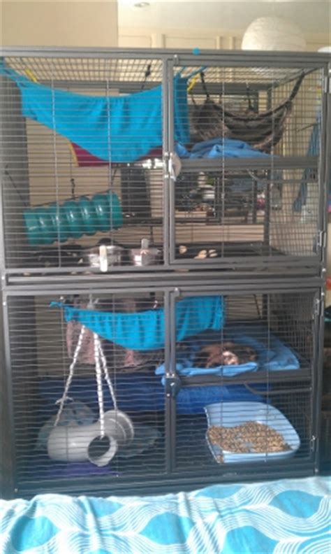 housing  ferret frisky business ferretry