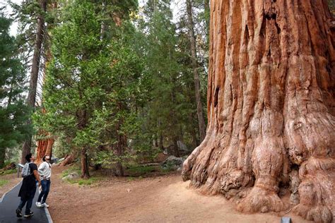 Sequoia National Parks Famous Generals Highway Will Fully Reopen Soon