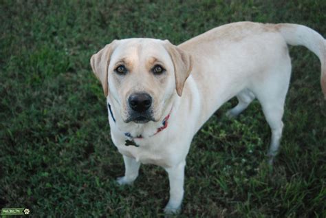 Yellow Labrador Retriever Stud Dog In Florida United States Breed