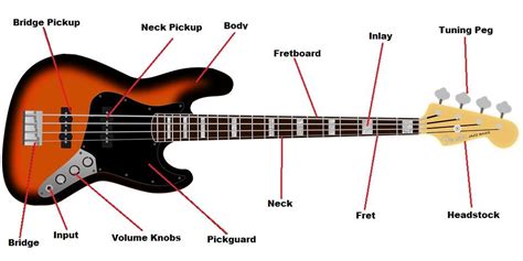 With the installation of a liberator youll be able to effortlessly change pickups using only a screwdriver. Bass Guitar Parts Diagram | Guitar, Bass guitar parts ...