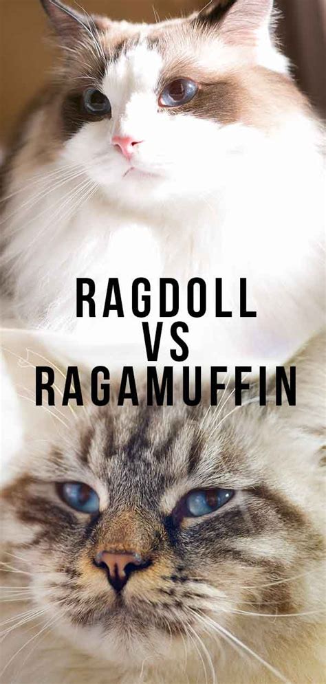 Ragdoll Vs Ragamuffin Which Is The Right Cat For You