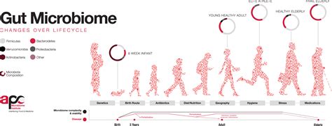 The Contrasting Human Gut Microbiota In Early And Late Life And