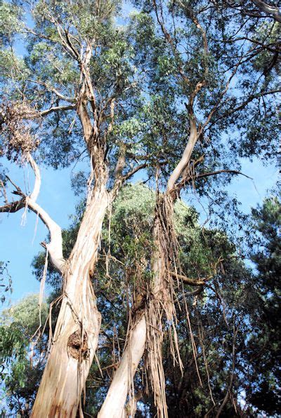 Australian Stringy Bark Tall And Magestic In Aussie Bush Australian