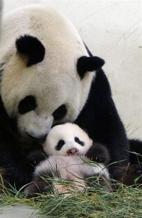 Giant Pandas Are Cute To Many But There Are Some Who Can’t Stand Them The Washington Post
