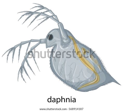 Daphnia On White Background Illustration Stock Vector Royalty Free