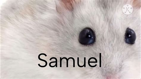 Samuel Hamster 🐹 Youtube