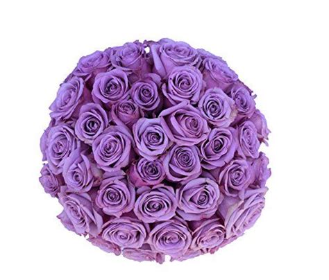2 Dozen Farm Fresh Purple Roses Bouquet By Justfreshroses Long Stem