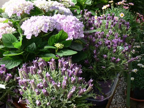 Check spelling or type a new query. Balkonblumen - Bepflanzung - Blumen Tauber