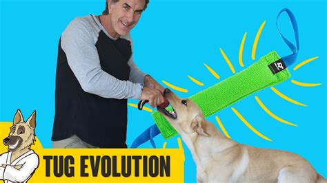 Playing Tug With Your Dog The Evolution Robert Cabral