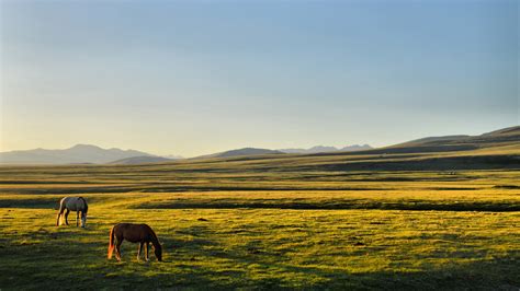 Wallpaper Landscape Sunset Hill Nature Horse Grass Morning