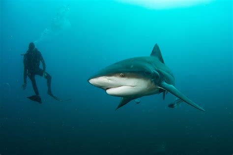 Discover The Largest Bull Shark In The World Wiki Point