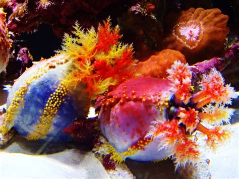 Beautiful Coral Reef Plants Coral Reef Plants Sea Creatures Ocean Depth