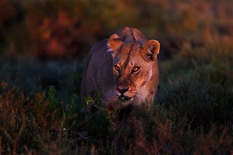 Red Lioness Juzaphoto