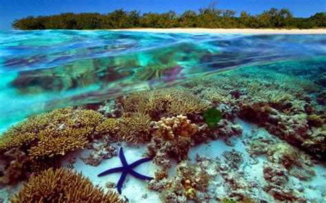 Best Cairns Great Barrier Reef Dive And Snorkel Sites