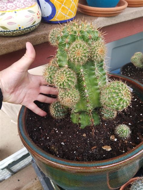 Misc Echinopsis Cactus Pups Iso Other Cacti Takeaplantleaveaplant