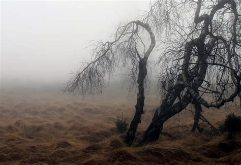 Free Picture Landscape Tree Fog Dawn Mist Nature