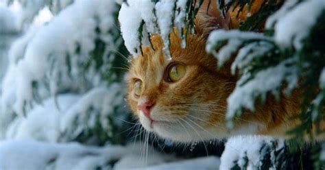 Welcome To Animal Cognizance Snow Cats Baby Its Cold Outside