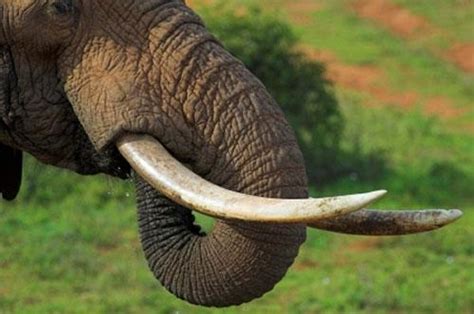 Elephant Tusks Facts About The Elephant Ivory Incisor Teeth