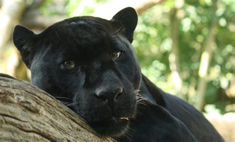 Fileblack Panther By Bruce Mcadam Wikipedia