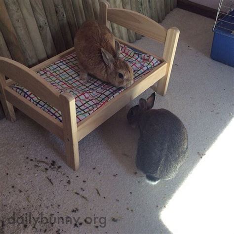 Bunnies Check Out Their Bunny Sized Bed — The Daily Bunny Daily Bunny