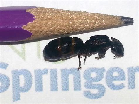 There is no single treatment that is best for all carpenter ant infestations. Carpenter Ant Queen. #queen #ant #DIY #pest | Carpenter ant, Ants, Pest control
