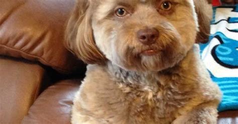 Why This Viral Dogs Face Looks Human According To Science