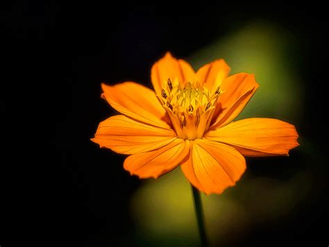 Macro Flower Photography Tips