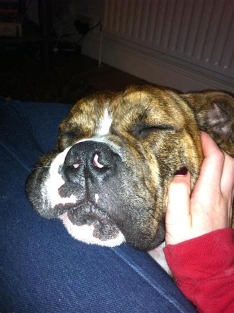 What is the difference between an olde. Freddie - 2 year old English Bulldog x (Leeds) with Hope ...