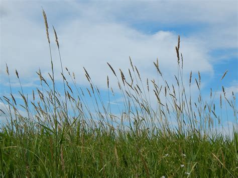 Prairie Tall Grass Sky Free Photo On Pixabay Pixabay