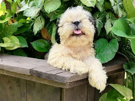 Maltese Shih Tzu Poodle Mix 13 Things To Know